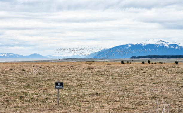 No hunting sign with a large flock of snow geese flying near Gustavus in Southeast Alaska on a cloudy day in early spring.
