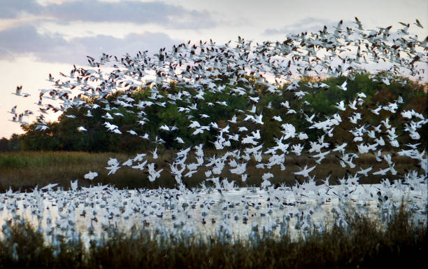 Snow geese taking off at Bombay Hook National Wildlife Refuge, near Dover, Delaware.