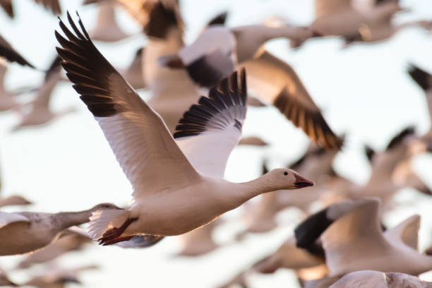 A selective focus on a snow goose in flight.