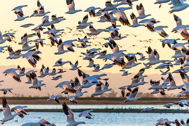 Flock of Snow Geese flying at sunset. 600mm lens. Canon 1Dx.